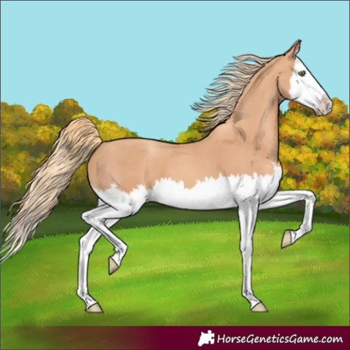 Horse Color:Gold Champagne Splash 