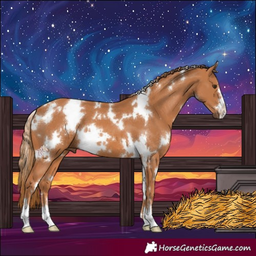 Horse Color:White Spotted Chestnut 
