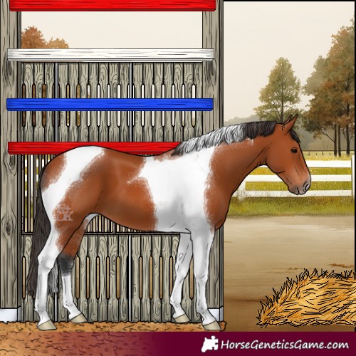 Horse Color:Bay Tobiano 