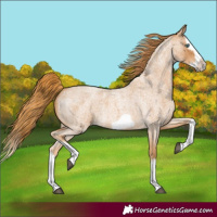 Horse Color:Red Roan Splash Frame 
