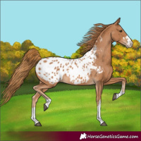 Horse Color:Chestnut Appaloosa