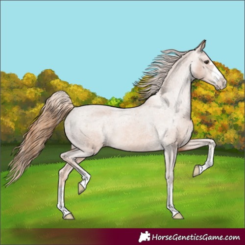 Horse Color:Chestnut Varnish 