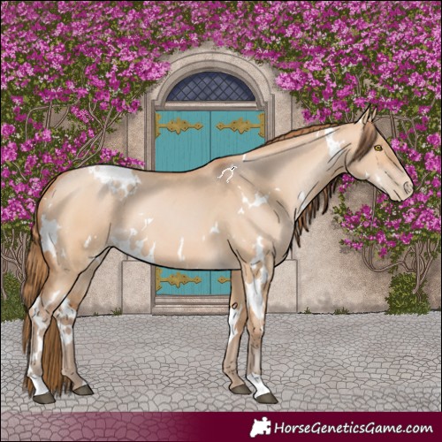Horse Color:White Spotted Bay Pearl Dun
