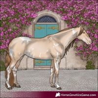 Horse Color:White Spotted Bay Pearl Dun