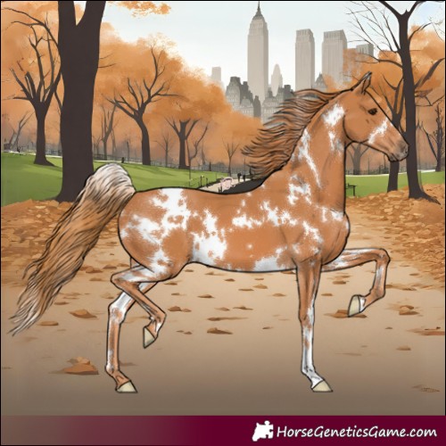 Horse Color:White Spotted Chestnut 