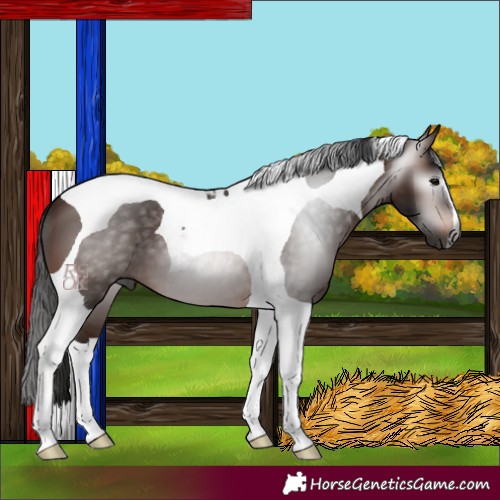 Horse Color:Gray Bay Tobiano 