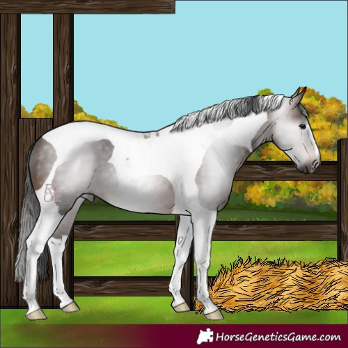 Horse Color:Gray Bay Tobiano 