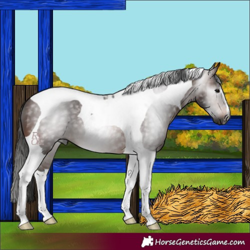 Horse Color:Gray Bay Tobiano 