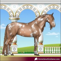 Horse Color:White Spotted Liver Chestnut Pearl 