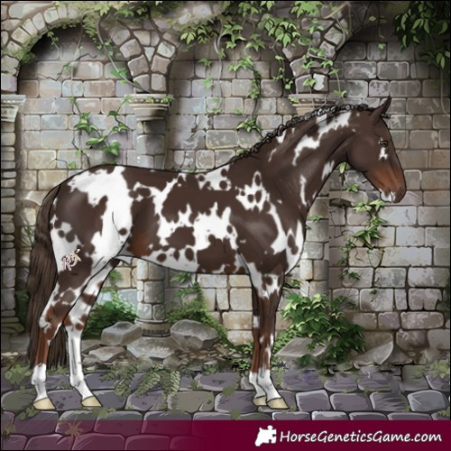 Horse Color:White Spotted Liver Chestnut 