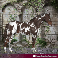 Horse Color:White Spotted Liver Chestnut 