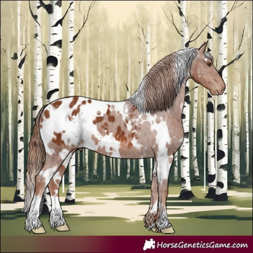Horse Color:White Spotted Chestnut Appaloosa 