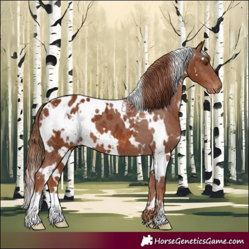 Horse Color:White Spotted Chestnut Appaloosa 