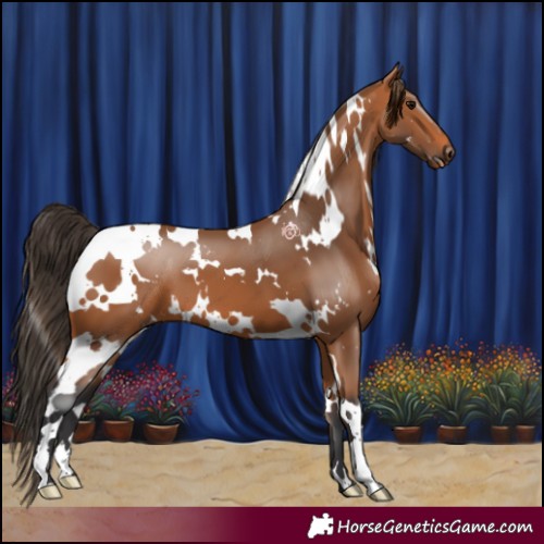 Horse Color:White Spotted Bay 