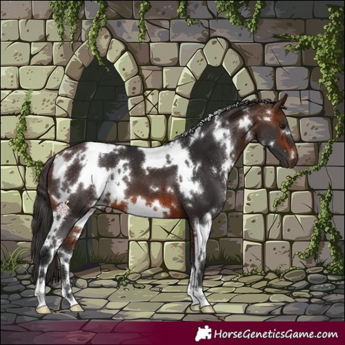 Horse Color:White Spotted Brown 