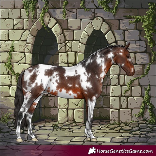 Horse Color:White Spotted Brown 