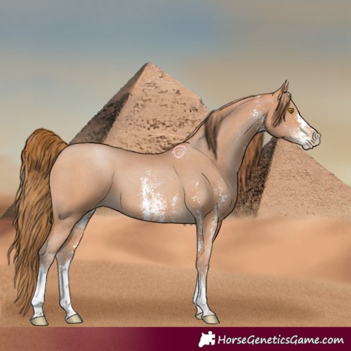 Horse Color:Bay Pearl Sabino 