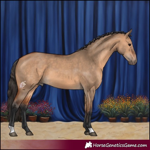 Horse Color:Bay Dun 