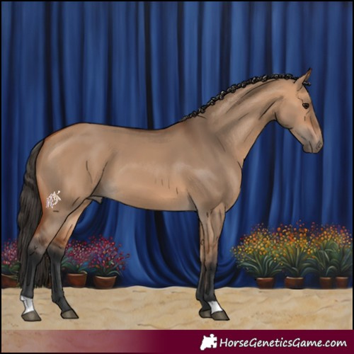 Horse Color:Bay Dun 