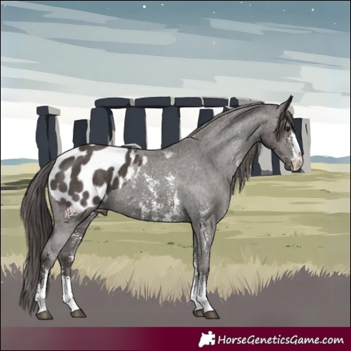 Horse Color:Liver Chestnut Sabino Appaloosa 