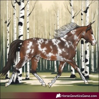 Horse Color:White Spotted Bay 