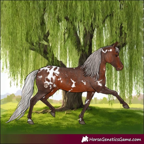 Horse Color:White Spotted Silver Brown Appaloosa 