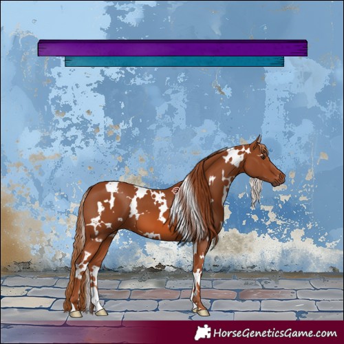 Horse Color:White Spotted Chestnut 