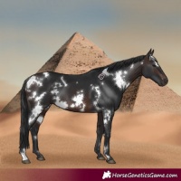 Horse Color:White Spotted Brown 