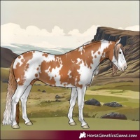 Horse Color:White Spotted Chestnut Splash 