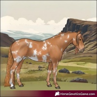 Horse Color:White Spotted Chestnut 