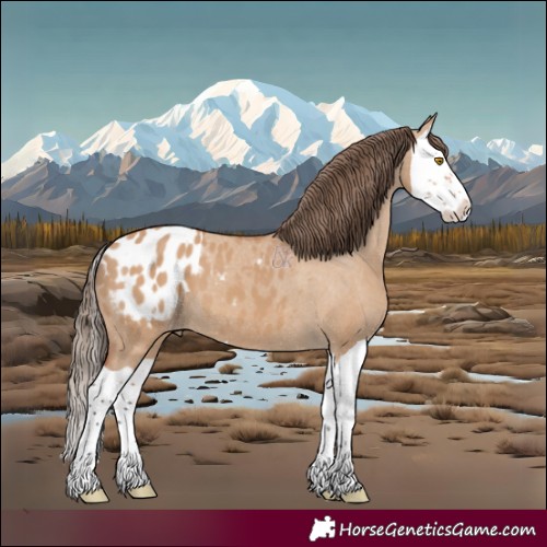 Horse Color:Bay Dun Splash Appaloosa 