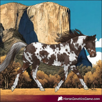 Horse Color:White Spotted Liver Chestnut