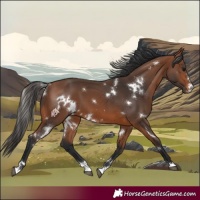 Horse Color:White Spotted Bay 