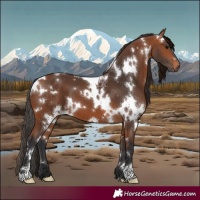 Horse Color:White Spotted Bay 
