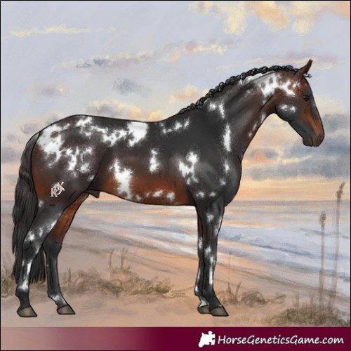 Horse Color:White Spotted Brown 