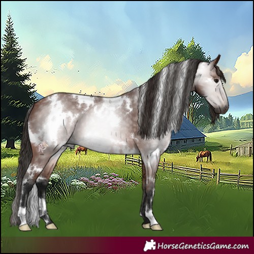 Horse Color:Gray White Spotted Bay 