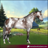 Horse Color:Gray White Spotted Bay