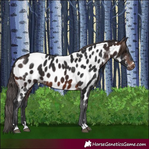 Horse Color:Brown Appaloosa 