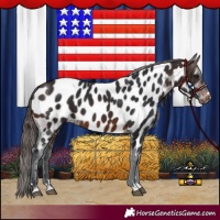 Horse Color:Brown Near Leopard 