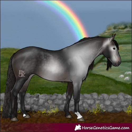Horse Color:Gray Bay 