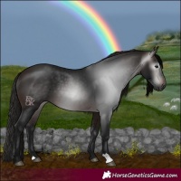 Horse Color:Gray Bay