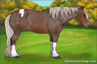 Horse Color:Silver Brown Appaloosa 