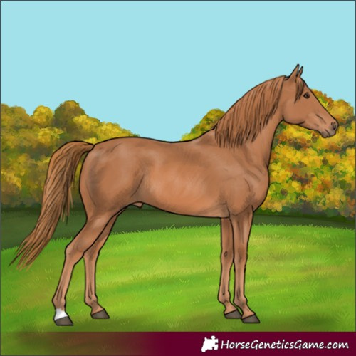 Horse Color:Chestnut Rabicano 