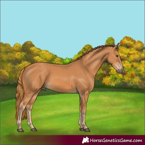 Horse Color:Chestnut 