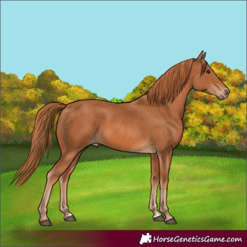 Horse Color:Chestnut 
