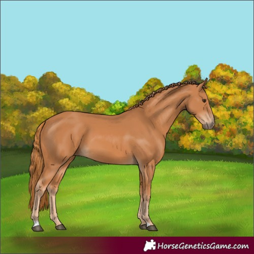 Horse Color:Chestnut 