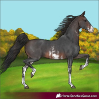 Horse Color:Brown Sabino 