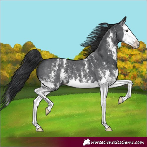 Horse Color:Black Sabino Splash 
