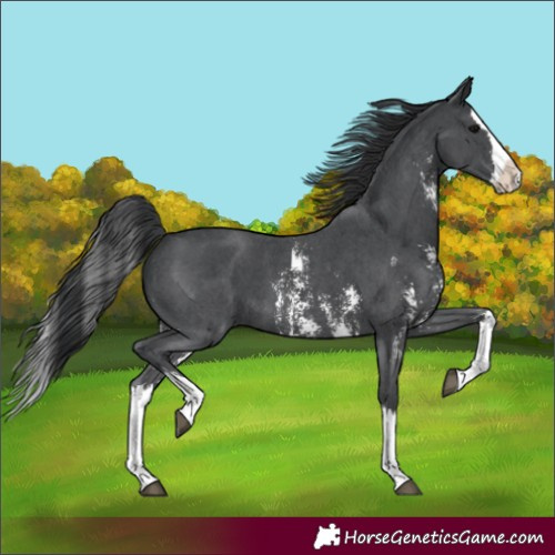 Horse Color:Black Sabino Splash 