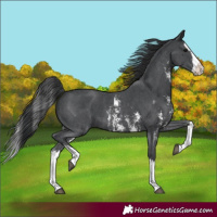 Horse Color:Black Sabino Splash